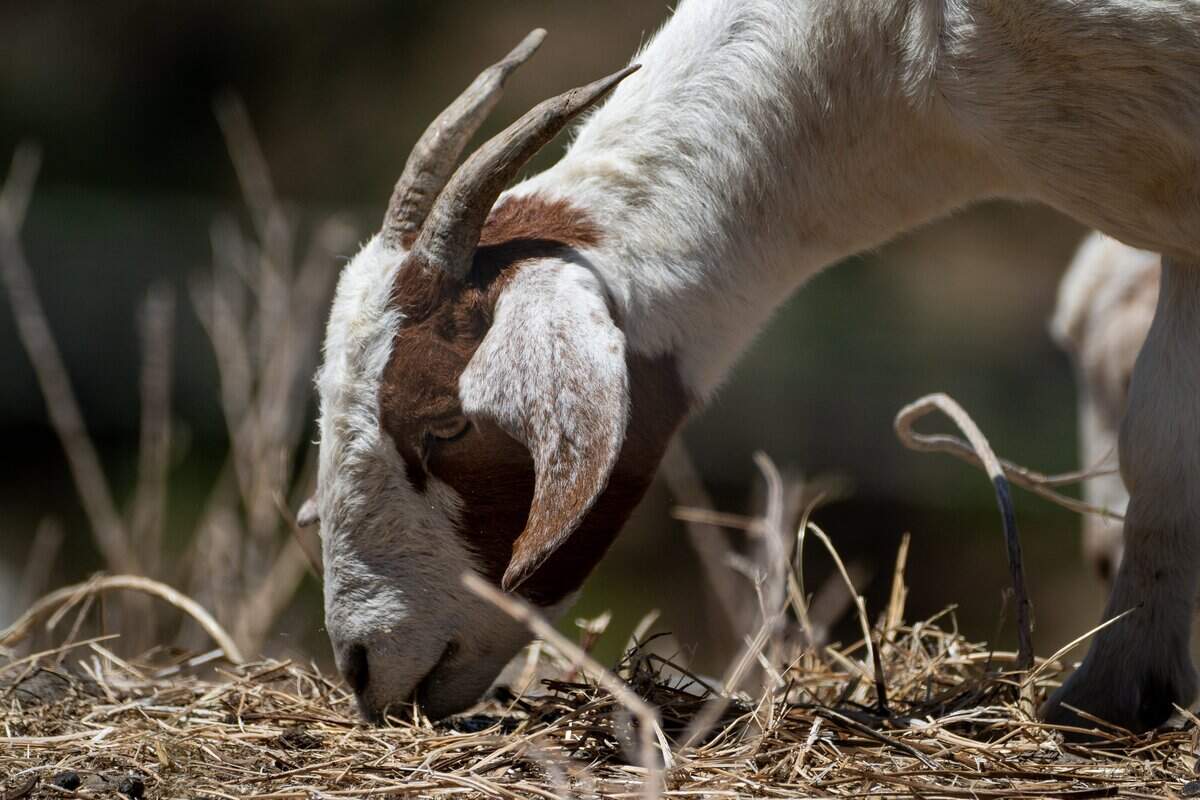 A goat from Capra Environmental Services eats grass to minimize wildfire risk on a hill in Lincoln on Thursday.