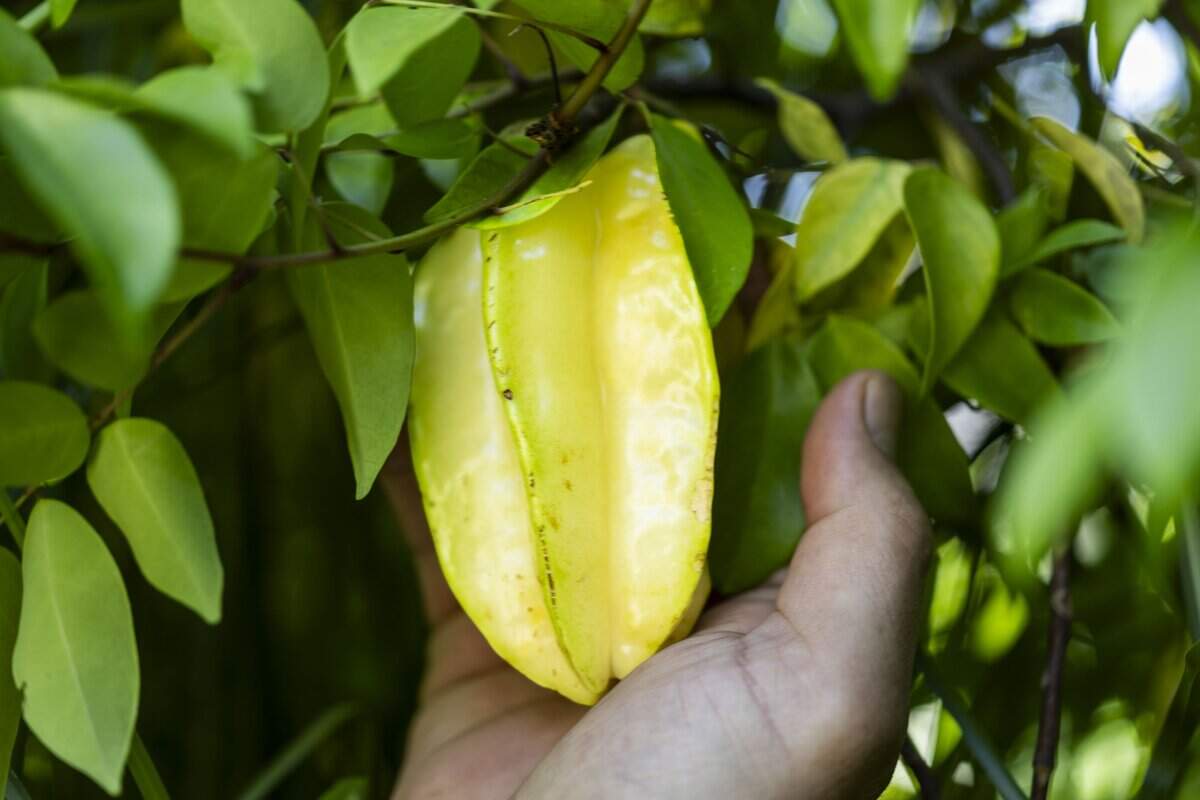 Kyle Hagerty holds the first star fruit that he grew in his backyard earlier this month.