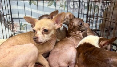 Large Chihuahua intake adds to San Diego Humane Society’s overcrowding – NBC 7 San Diego