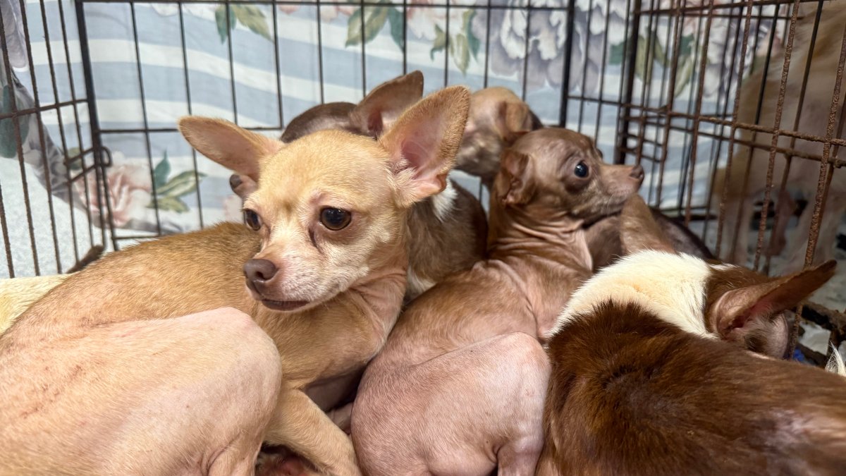 Large Chihuahua intake adds to San Diego Humane Society’s overcrowding – NBC 7 San Diego
