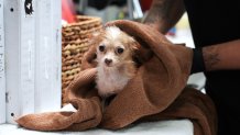 Nearly two dozen adult Chihuahuas were brought to the San Diego Humane Society's San Diego Campus on Aug. 25 after their owner was evicted from a home in Imperial Beach.