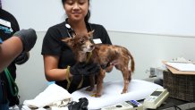 Nearly two dozen adult Chihuahuas were brought to the San Diego Humane Society's San Diego Campus on Aug. 25 after their owner was evicted from a home in Imperial Beach.