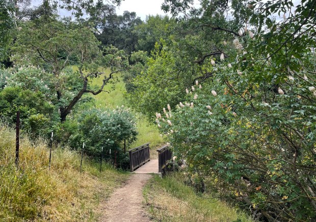 Coyote Valley's Arrowhead Loop Trail features four charming wooden bridges that add to the feeling that you're ambling through the English countryside. (Photo by Kalpana Mohan)
