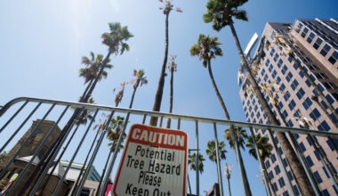 San Jose’s Circle of Palms Plaza temporarily closed due to dying trees