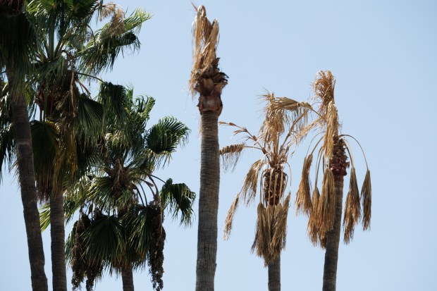 Dying palm trees stand next to ones that are still green at the Circle of Palms Plaza in downtown San Jose on Monday, Aug. 10, 2026. (Dai Sugano/Bay Area News Group)