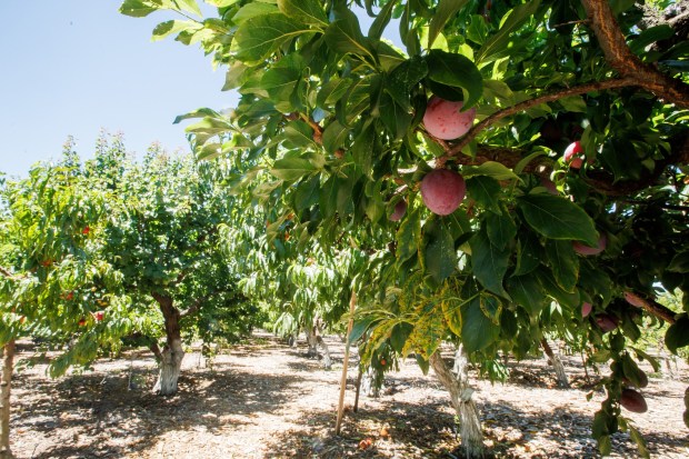 Santa Rosa plums hang from a tree at J&P Cosentino Family Farm on Thursday, June 11, 2026, in San Jose, Calif. (Dai Sugano/Bay Area News Group)