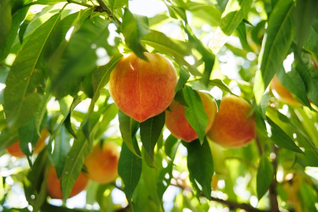 Flavor Crest peaches hang from a tree at J&P Cosentino Family Farm on Thursday, June 11, 2026, in San Jose, Calif. (Dai Sugano/Bay Area News Group)