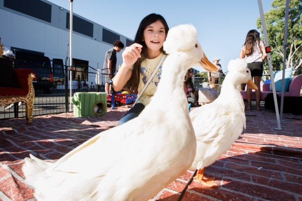 Hazel Rose Siqueiros, 11, looks at ducks at a petting zoo during a National Night Out event in San Jose, Calif., on Aug. 4, 2026. The community event hosted by nonprofits ConXión to Community and Martha's Kitchen featured a free backpack giveaway, a petting zoo, face painting, free food, live music and others. (Dai Sugano/Bay Area News Group)