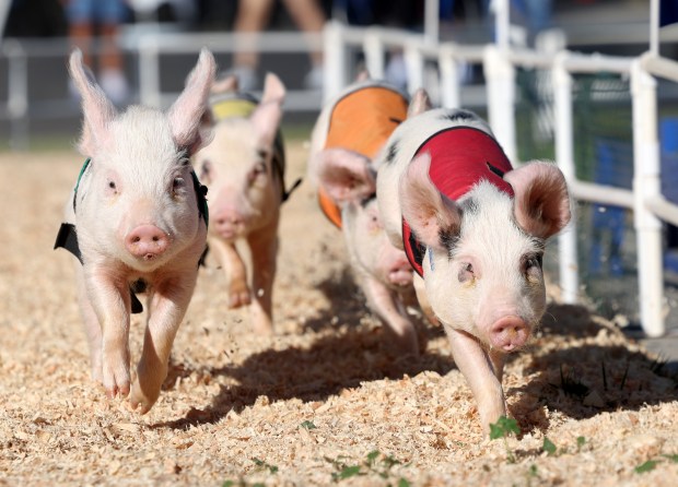 Alaskan racing pigs head for the finish line during a race at the Santa Clara County Fair in San Jose, Calif., on Wednesday, August 19, 2026. (Jane Tyska/Bay Area News Group)