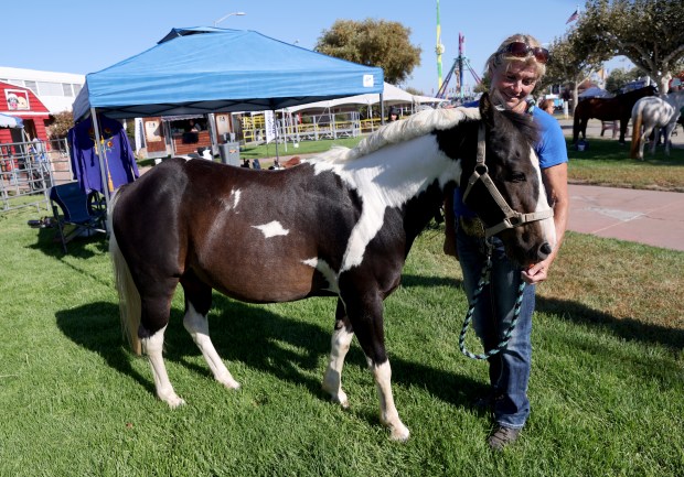 Shari McHenry feeds her paint pony Scout, 15, a carrot at the Santa Clara County Fair in San Jose, Calif., on Wednesday, August 19, 2026. (Jane Tyska/Bay Area News Group)