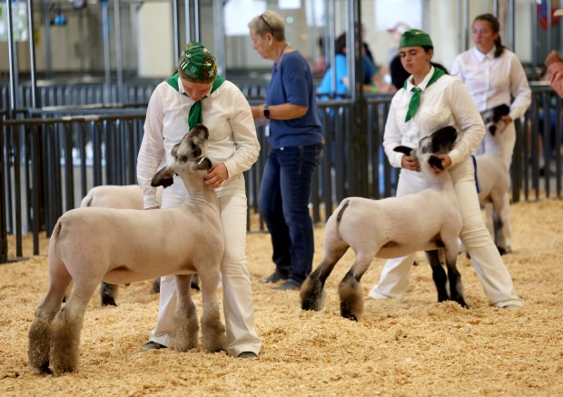 Members of the 4-H club compete with their market sheep at the Santa Clara County Fair in San Jose, Calif., on Wednesday, August 19, 2026. (Jane Tyska/Bay Area News Group)
