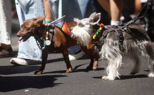 Dogs from the Humane Society Silicon Valley walk south on Market Street during the Silicon Valley PRIDE Parade in downtown San Jose, Calif., on Sunday, Aug. 30, 2026. (Nhat V. Meyer/Bay Area News Group)