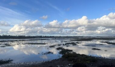 UC Santa Cruz researchers to study Southern California wetlands – Santa Cruz Sentinel