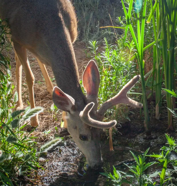 The velvet on the growing antlers of the buck glows as the first rays of morning sun arrive at Secret Spring. (Ernie Cowan / For The San Diego Union-Tribune)