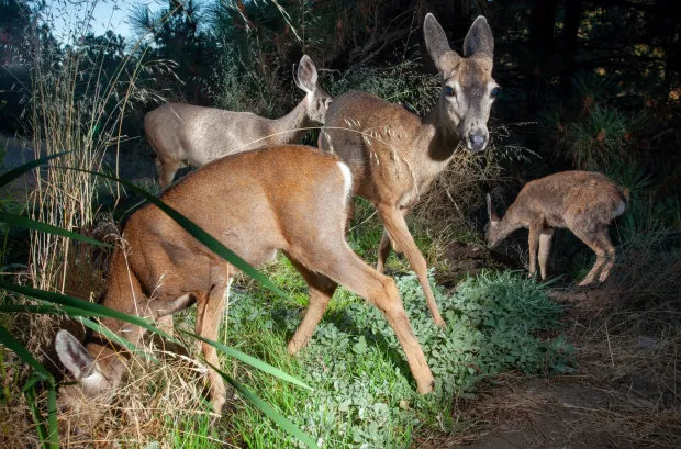 A family of deer crowds around the Secret Spring. (Ernie Cowan / For The San Diego Union-Tribune)