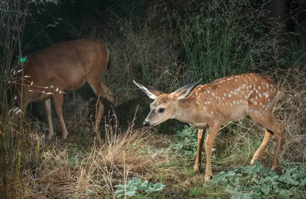 A doe and her spotted fawn arrive to drink. (Ernie Cowan / For The San Diego Union-Tribune)