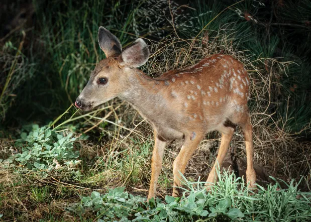 A curious fawn with its camouflage spots approaches the spring. (Ernie Cowan / For The San Diego Union-Tribune)