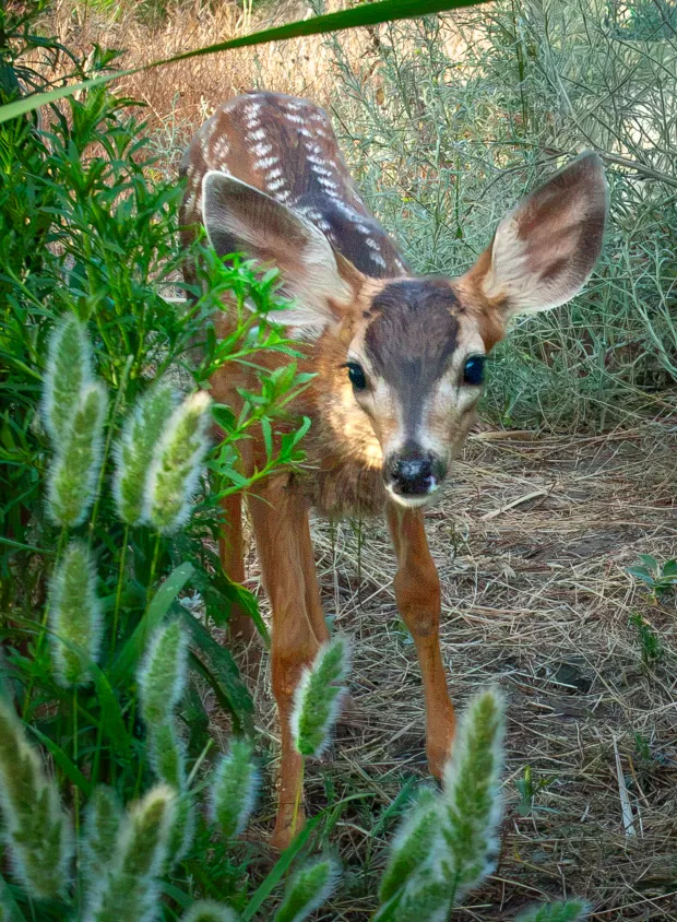 A curious fawn with its camouflage spots approaches the spring. (Ernie Cowan / For The San Diego Union-Tribune)
