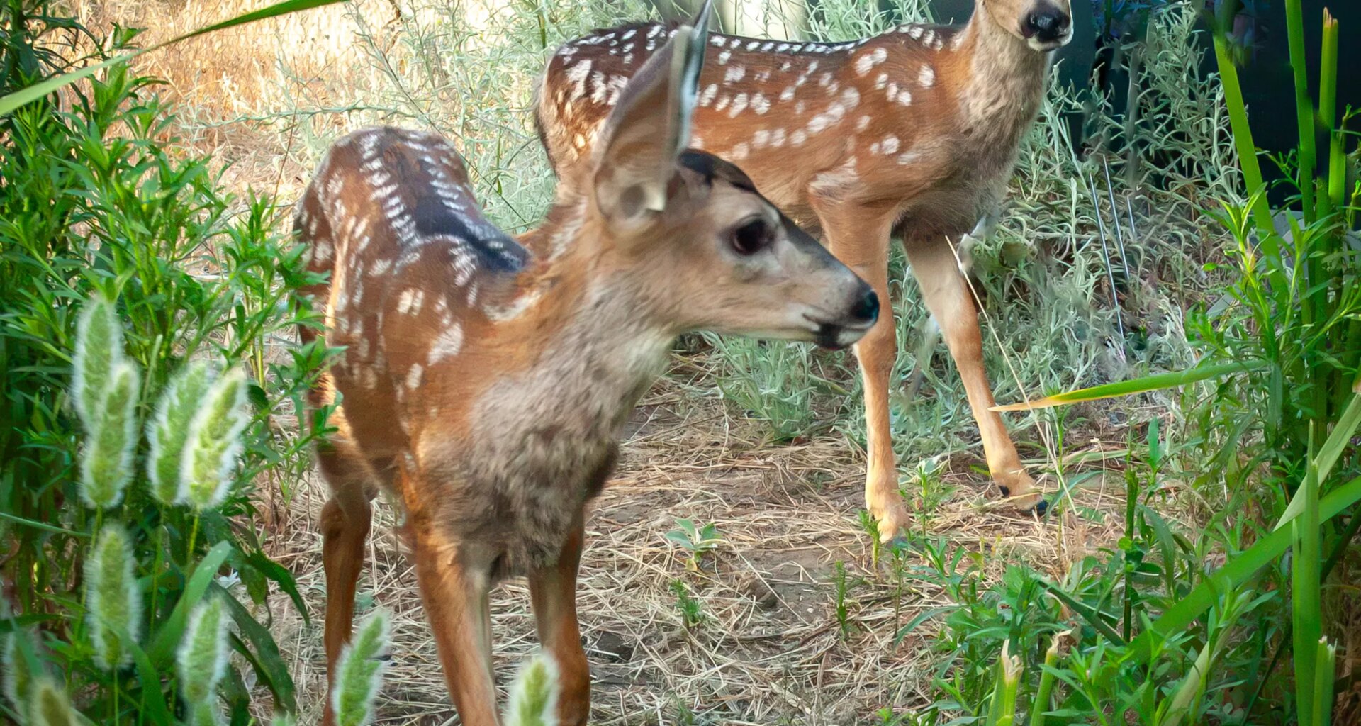 Outdoors: Deer a delight to have on camera – San Diego Union-Tribune