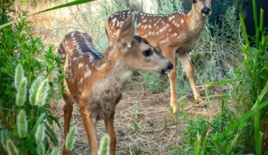 Outdoors: Deer a delight to have on camera – San Diego Union-Tribune