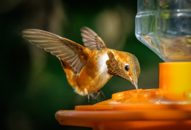 A hummingbird has a feeder all to itself. (Ernie Cowan / For The San Diego Union-Tribune)