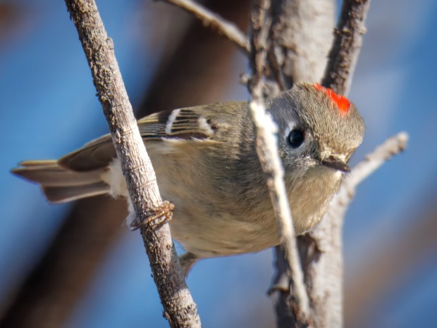 A ruby-crowned kinglet. (Ernie Cowan / For The San Diego Union-Tribune)
