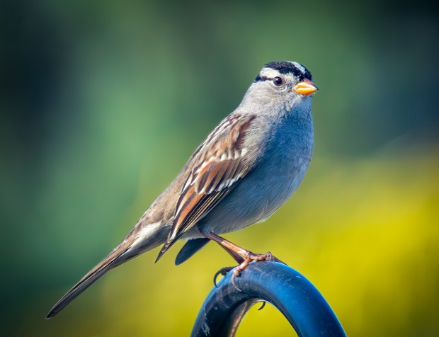 A white-crowned sparrow. (Ernie Cowan / For The San Diego Union-Tribune)