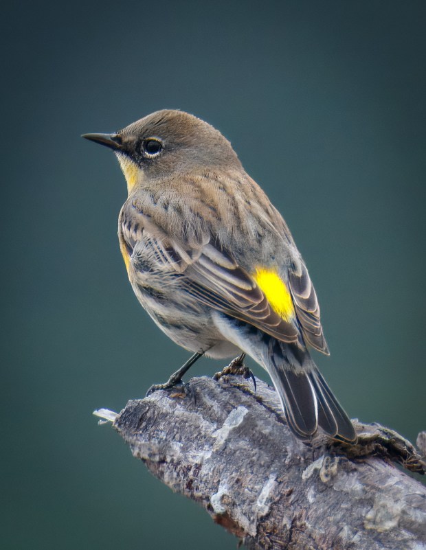 A yellow-rumped warbler. (Ernie Cowan / For The San Diego Union-Tribune)