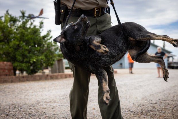Animal Control Lt. Lewis Petersen lassos a Queensland heeler that was found by a couple on Friday, Oct. 10, 2025, in Ramona. (Ana Ramirez / The San Diego Union-Tribune)