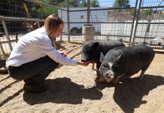The new director of the San Diego County Department of Animal Services, Dr. Brieana Sarvis, with pot-bellied pigs Winston and Bubba, who are up for adoption, at the County Animal Services facility in Carlsbad on Tuesday, June 16, 2026. (Hayne Palmour IV / For The San Diego Union-Tribune)