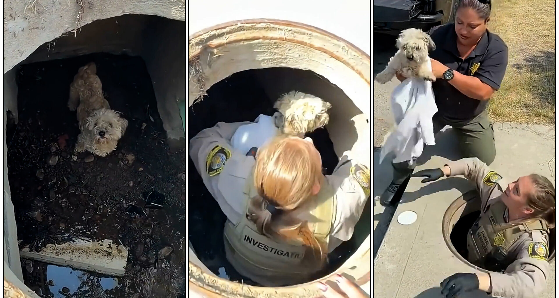 Owner reunited with dog that fell into Spring Valley storm drain
