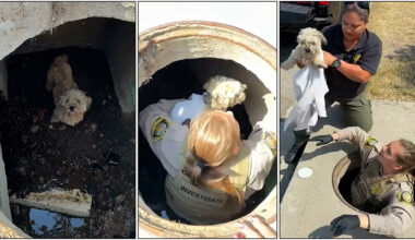 Owner reunited with dog that fell into Spring Valley storm drain