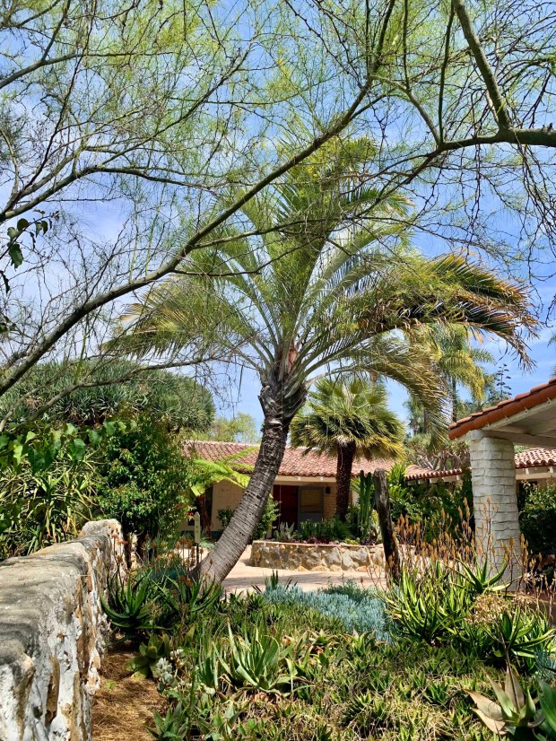 Within the adobe courtyard, Leo Carrillo created a welcoming area where guests gathered to relax. Light-colored adobe walls reflect sunlight while shade and stone boulders create cooler areas for an Australian tree fern (Sphaeropteris cooperi). (HelenPurcell Montag)