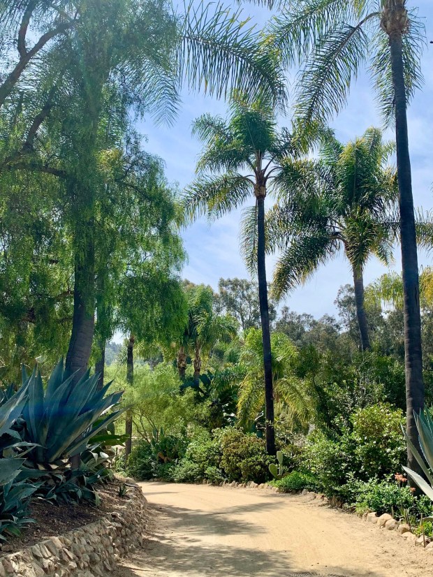 To give arriving guests a grand welcome, Carrillo framed the ranch entrance by pairing towering, imported queen palms (Syagrus romanzoffiana) with water-wise century plants (Agave americana), and a variety of succulents that blended into the natural landscape. (Helen Purcell Montag)