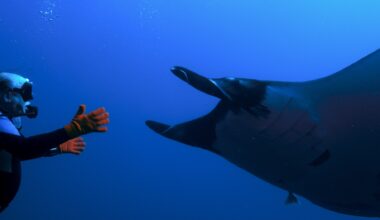 ‘The Last Dive’ brings a friendship between a man and a manta ray to San Diego screens – San Diego Union-Tribune