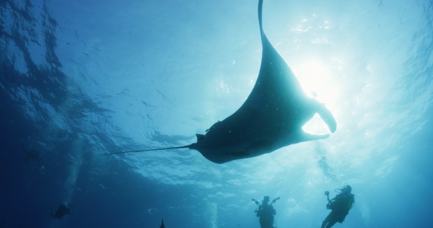 Members of "The Last Dive" film crew capture footage underwater alongside giant manta rays. (Johnny Friday)