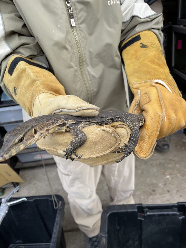 A reptile that was part of a two-year investigation into exotic animal trafficking in Chula Vista. (Lt. Garrett Smittle / California Department of Fish and Wildlife)