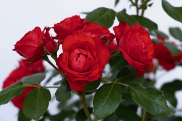 The 'Brick House' Series of roses are outstanding roses with great resilience. 'Brick House Orange' has received the American Rose Trials for Sustainability (ARTS) award. 'Brick House Red' and Brick House Pink' have been trialed and tested by UC Davis for water efficiency and have been awarded the UC Davis Blue Ribbon for exceptional low water performance. (Star Roses)