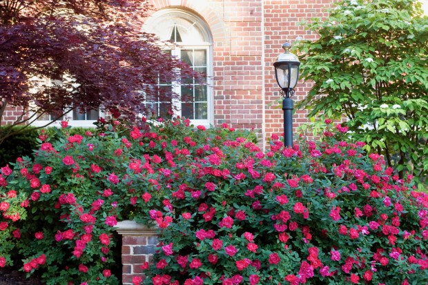 Many of Bill Radler's 'Knock Out' roses are known for their drought resistance. This is 'Double Knock Out.' (Star Roses)