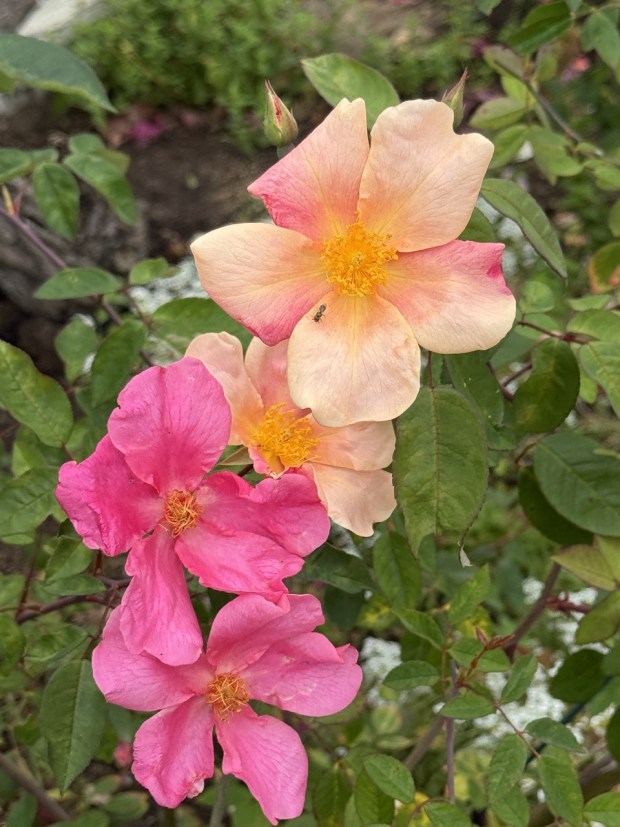 'Mutabilis' also known as "The Butterfly Rose' has been designated an Earth-Kind Rose by Texas A & M University for its extreme heat tolerance and drought resistance. (Rita Perwich)