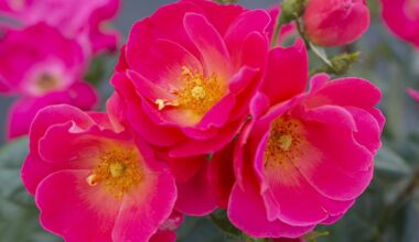 Sun, water and pests: Helping roses thrive through summer – San Diego Union-Tribune