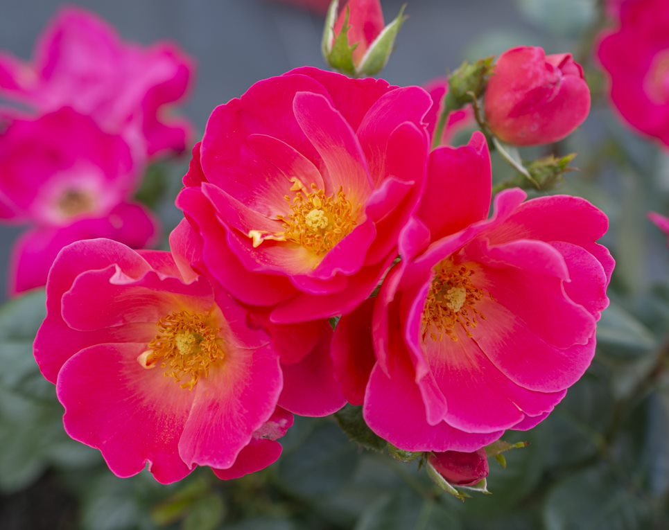 Sun, water and pests: Helping roses thrive through summer – San Diego Union-Tribune