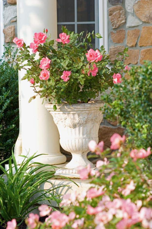 'Pink Knock Out' has received the prestigious UC Davis Blue Ribbon award for its extreme water efficiency and abundant blooms. (Star Roses)