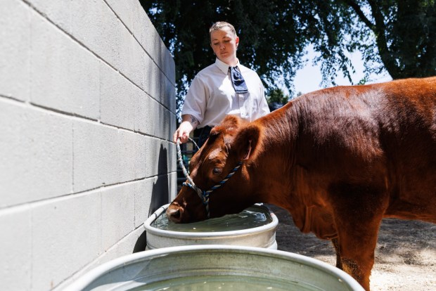 San Diego, California - Josie Sand, 19, has Voodoo, a 1219-pound steer, drink water during a hot day at the Ramona Country Fair on Saturday, August 1, 2026.(Kristian Carreon / The San Diego Union-Tribune)
