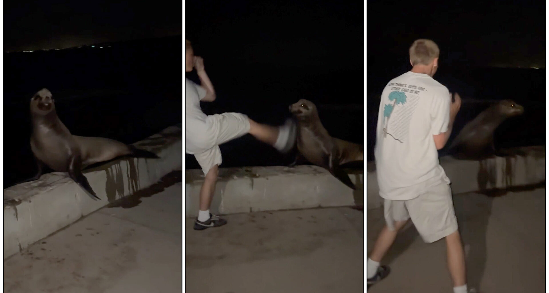 Teen admits in guilty plea to kicking sea lion in La Jolla Cove