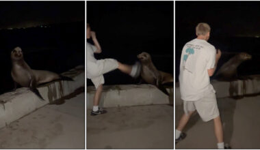 Teen admits in guilty plea to kicking sea lion in La Jolla Cove