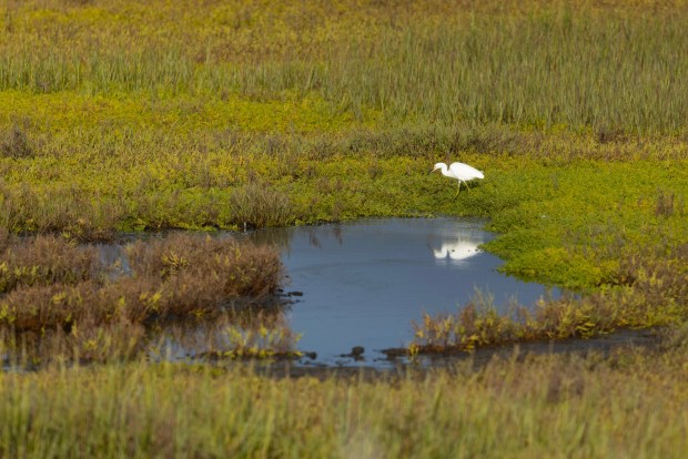 San Diego, CA - A Great Egret in the Kendall-Frost Mission Bay Marsh Reserve Thursday, Aug. 13, 2026, in San Diego, CA. (Luke Johnson / The San Diego Union-Tribune)
