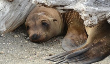 Sad sea lion on beach