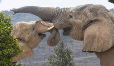Watch: San Diego Zoo Safari Park celebrates World Elephant Day