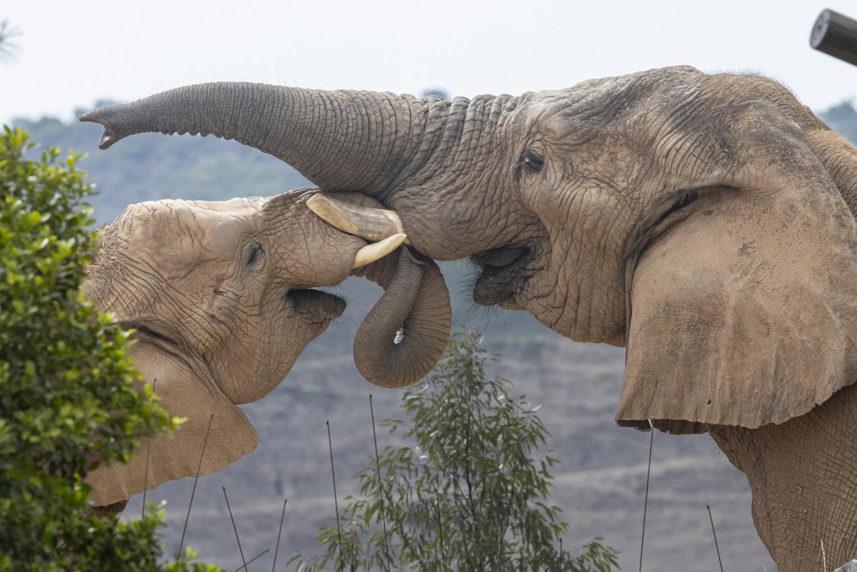 Watch: San Diego Zoo Safari Park celebrates World Elephant Day